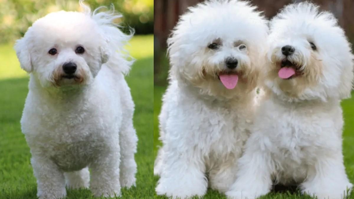 Bichon Frise in Kannada