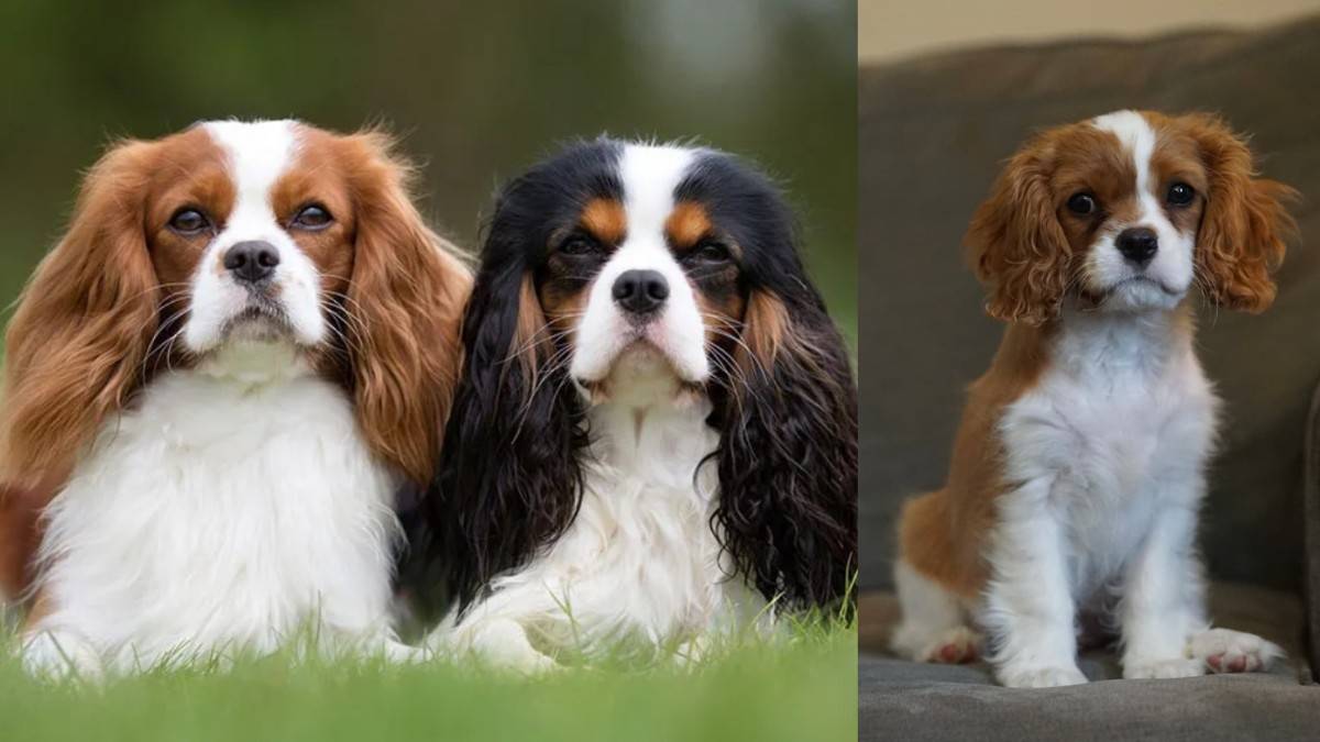Cavalier King Charles Spaniel in Kannada