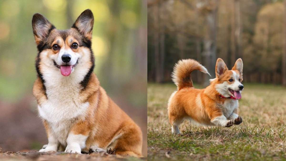 Corgi in Kannada
