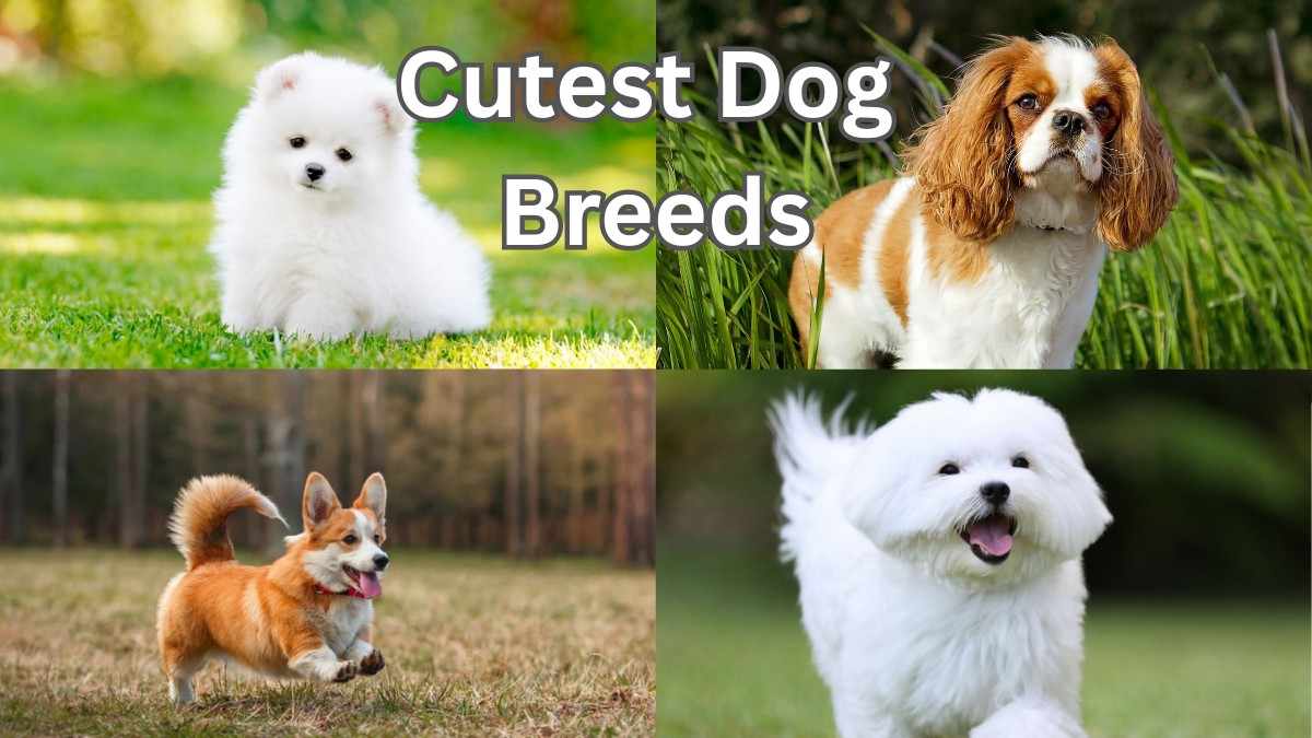 Cutest Dog Breeds in the World in Kannada
