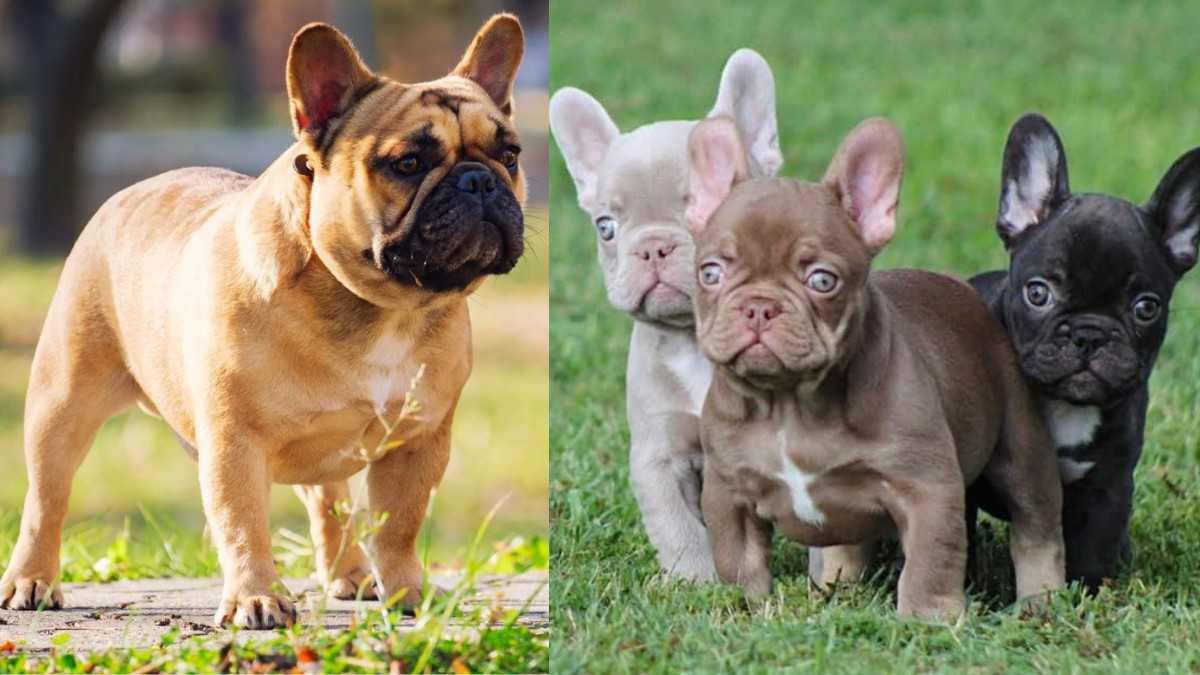 French Bulldog in Kannada