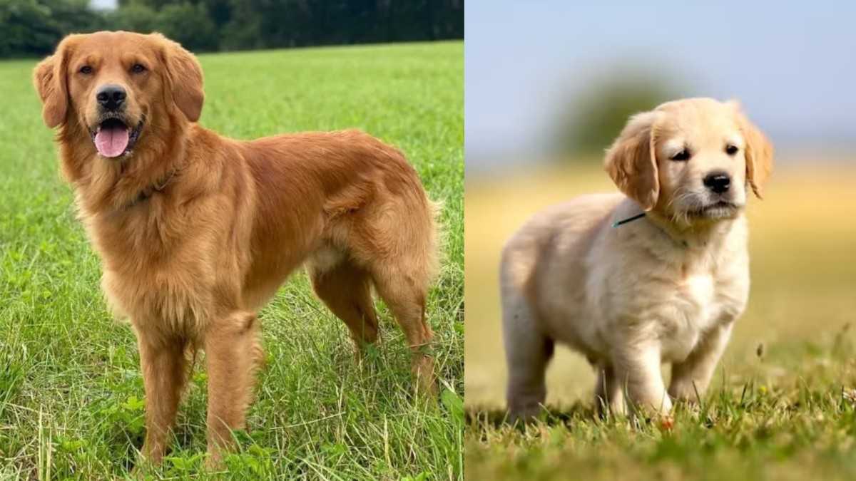 Golden Retriever in Kannada