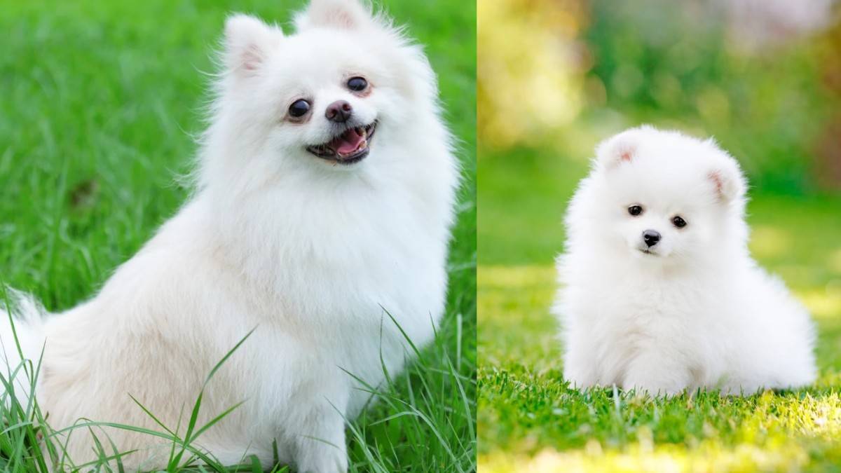 Pomeranian in Kannada