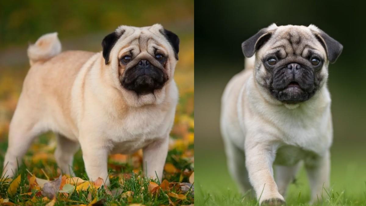 Pug in Kannada