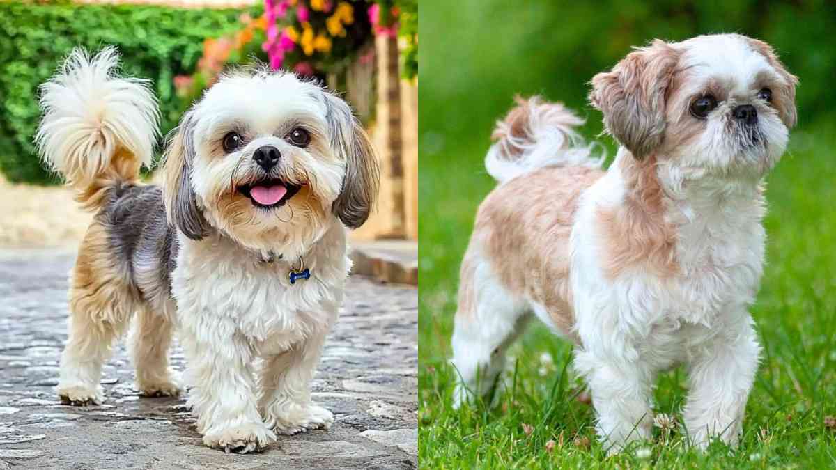 Shih Tzu in Kannada