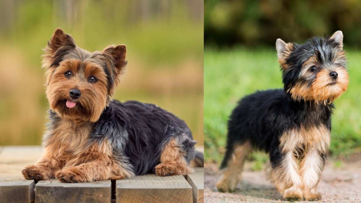 Yorkshire Terrier in Kannada